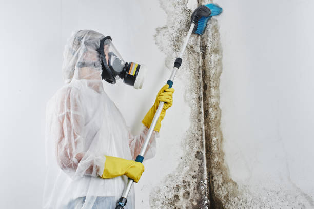 Mold Removal and Inspection in Las Animas, CO