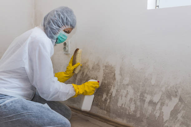 Best Fast Mold Removal  in Las Animas, CO