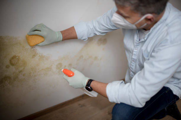 Best Office Mold Removal Services  in Las Animas, CO
