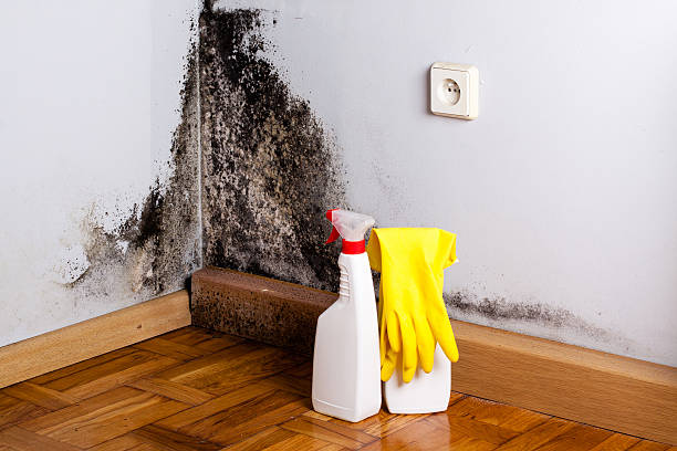 Best Local Mold Removal Service  in Las Animas, CO