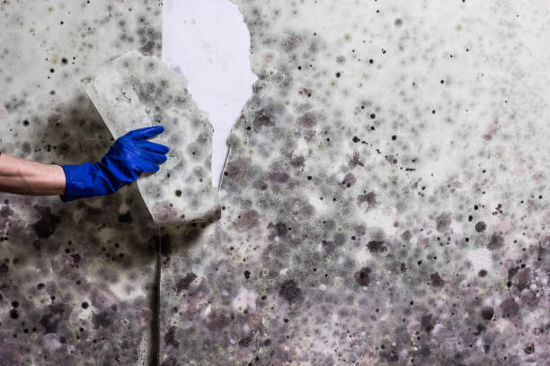 Mold Testing and Removal in Las Animas, CO
