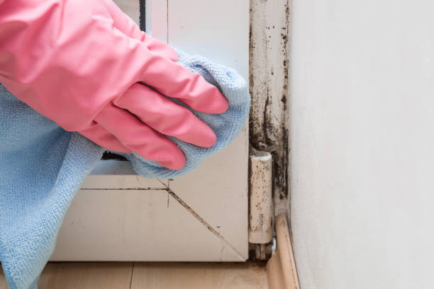 Best Mold Testing  in Las Animas, CO