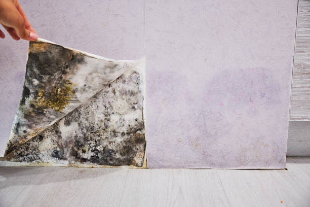 Best Home Mold Removal  in Las Animas, CO